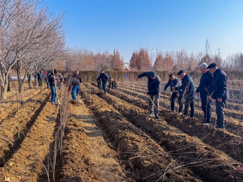 NDU-nun Nəbatat bağında yeni ağac sahələri salınıb